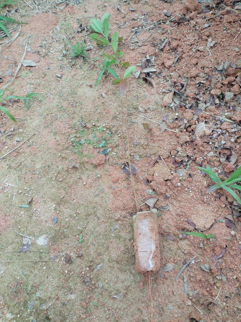 桃金娘，基地一手货源成活率保障提供技术指导量大优惠