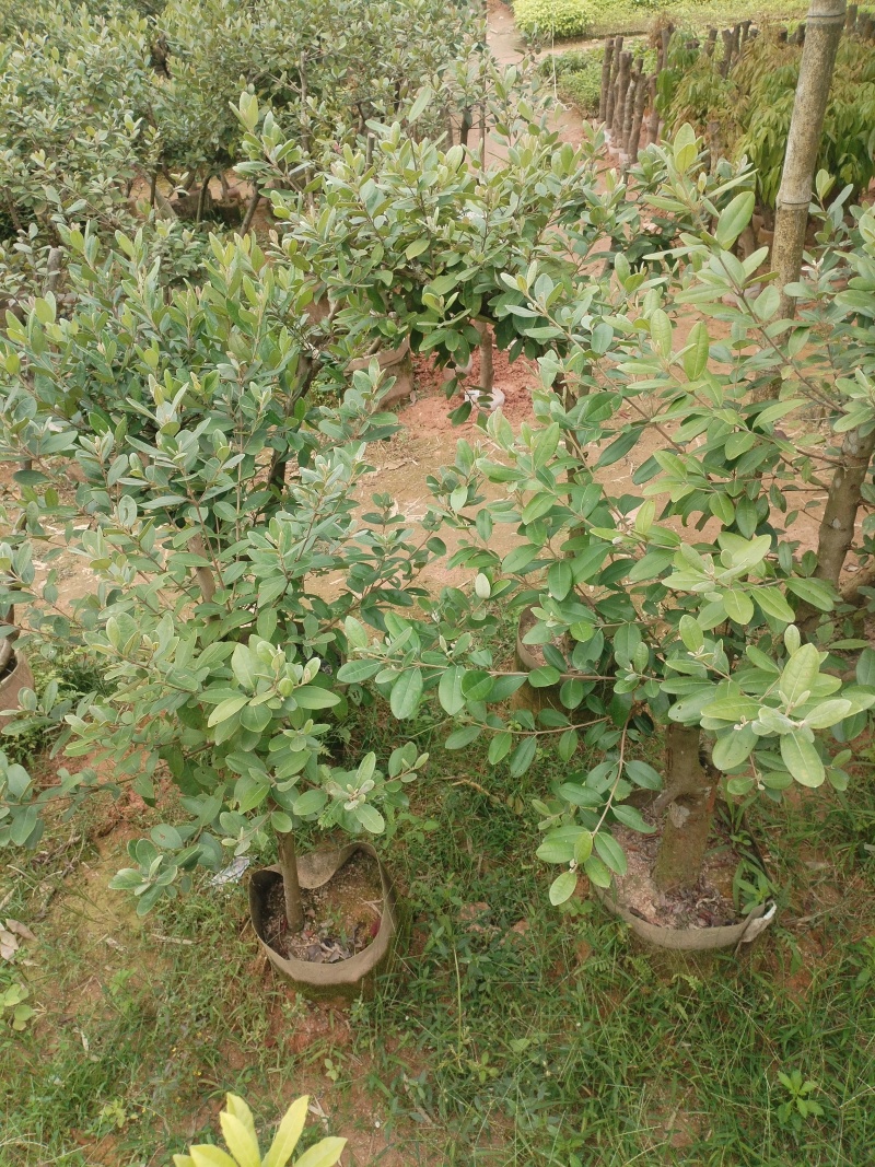 桃金娘，基地一手货源成活率保障提供技术指导量大优惠