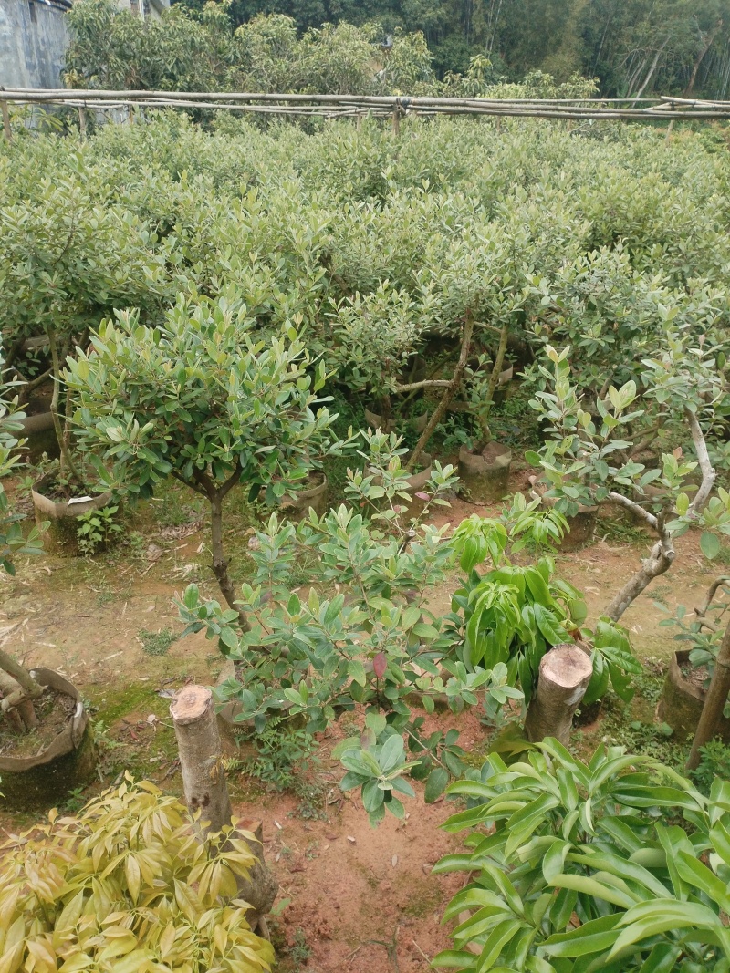 桃金娘，基地一手货源成活率保障提供技术指导量大优惠