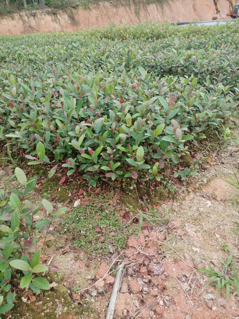 桃金娘，基地一手货源成活率保障提供技术指导量大优惠