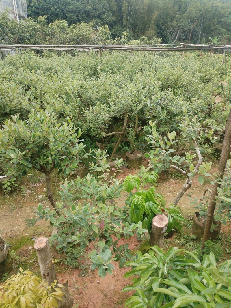 桃金娘，基地一手货源成活率保障提供技术指导量大优惠