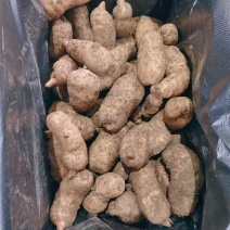 新鲜天麻现挖现发鲜天麻批发价量大从优欢迎大家来订购