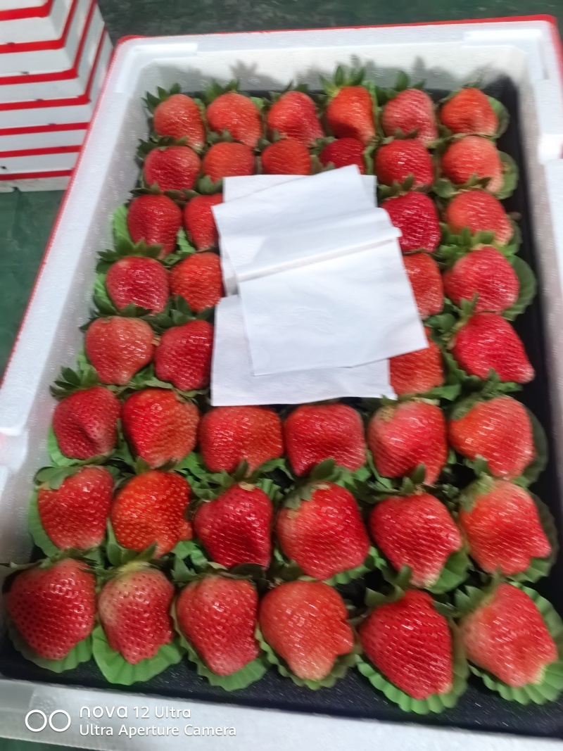 草莓大量上市，质量上乘，欢迎各位需要草莓的老板们过来共同