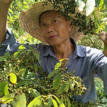 供应优质高产木姜苗，头年种子，第二结果欢迎来电