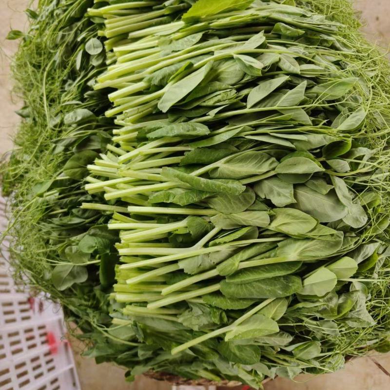 豌豆尖一叶一心
