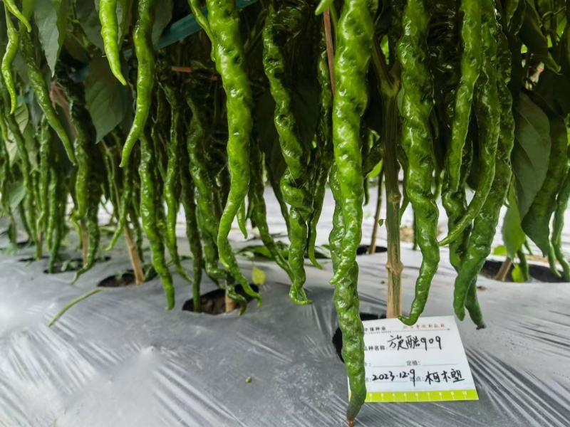华强旋酷929螺丝椒种子全螺型线椒顺直麻面果肉松华软辣椒