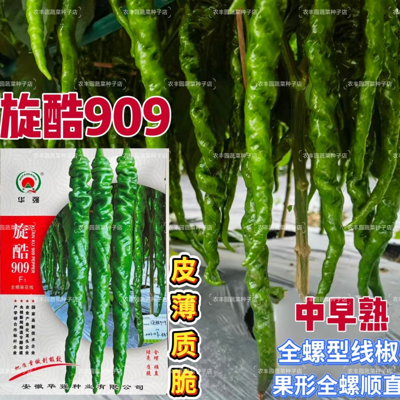 华强旋酷929螺丝椒种子全螺型线椒顺直麻面果肉松华软辣椒