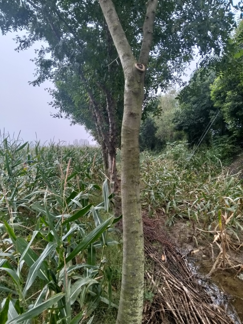 皂角树