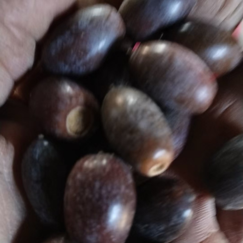 青冈子种子颗粒大无空壳易栽培里，量大发货