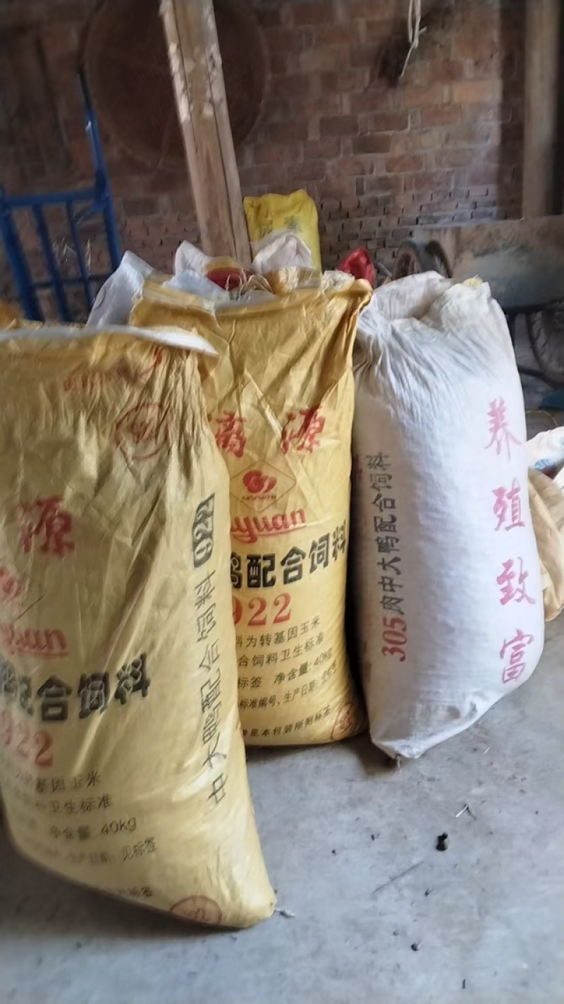 青冈子种子颗粒大无空壳易栽培里，量大发货