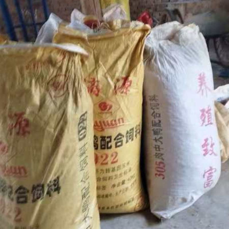 青冈子种子量大从优成活率高提供服务欢迎进店