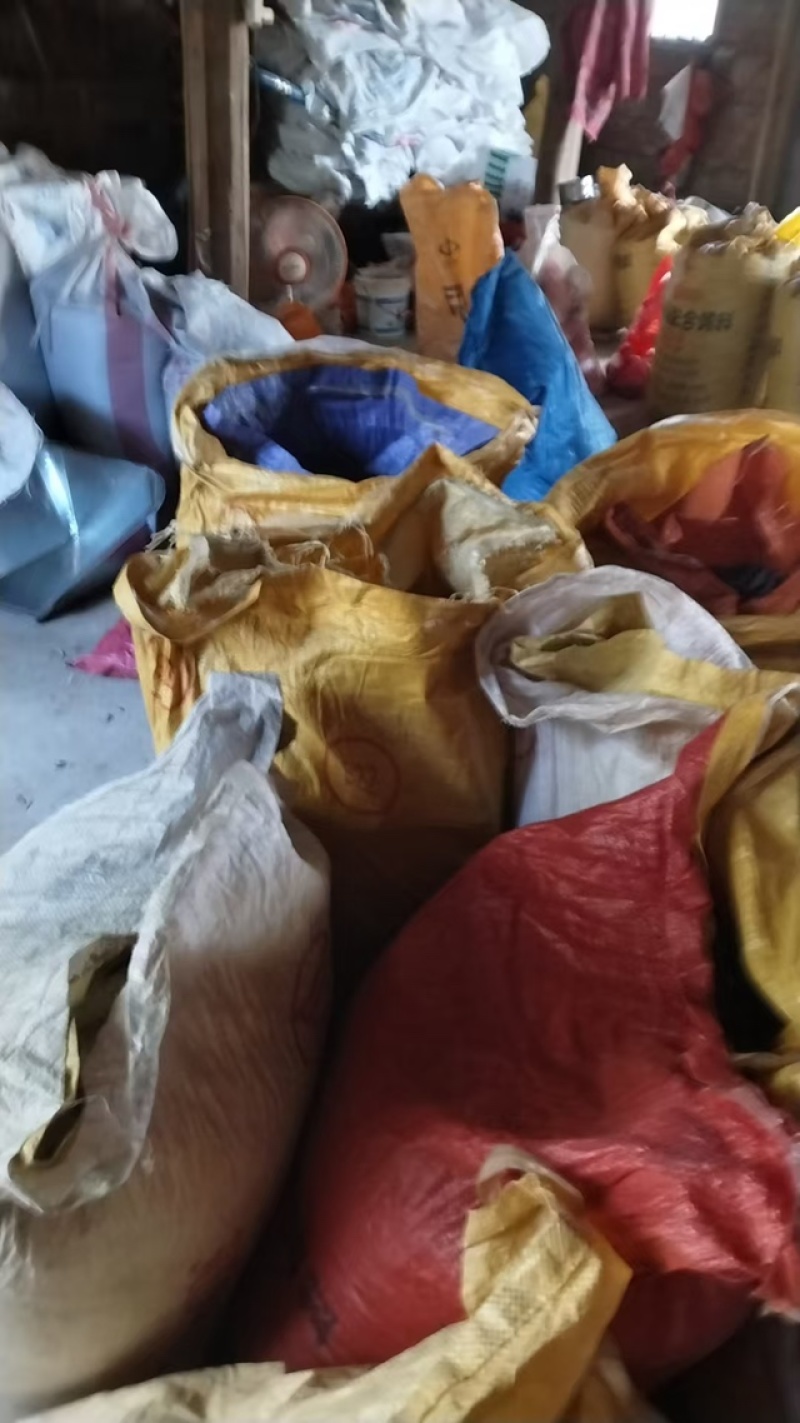 青冈子种子量大从优成活率高提供服务欢迎进店