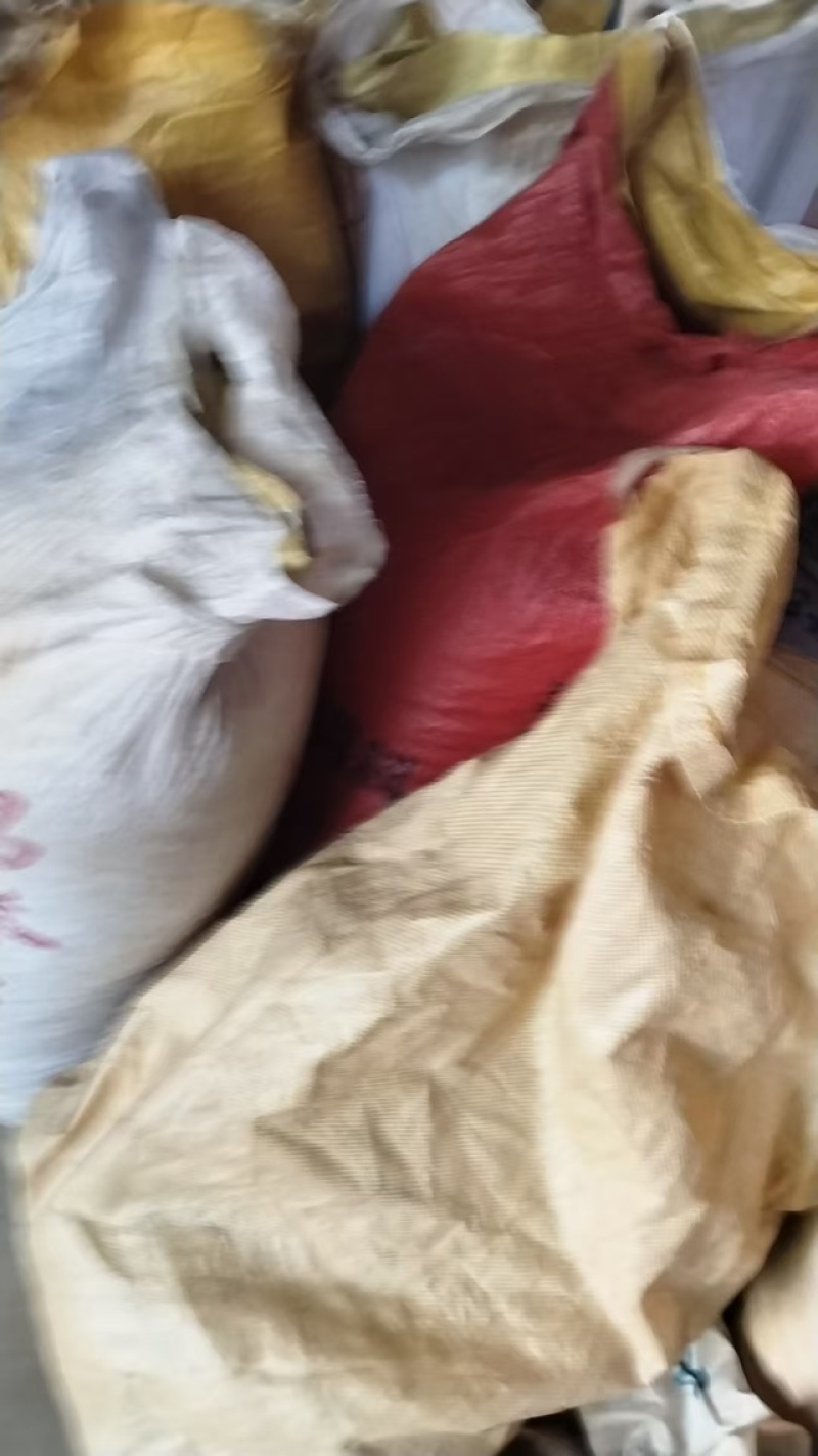 青冈子种子量大从优成活率高提供服务欢迎进店