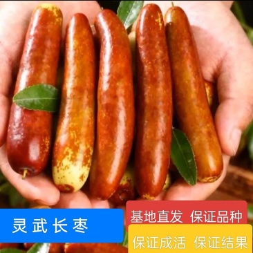 灵武长枣，枣树苗基地直发保证品种，保证成活，保证质量