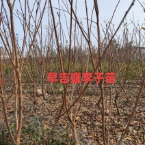 李子苗，早吉盛李子苗，李子苗，富农一号李子苗