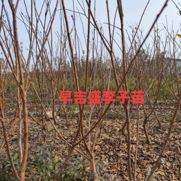 李子苗，早吉盛李子苗，李子苗，富农一号李子苗