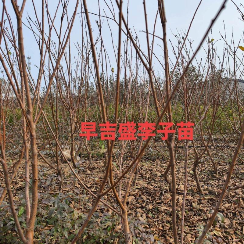 李子苗，早吉盛李子苗，李子苗，富农一号李子苗