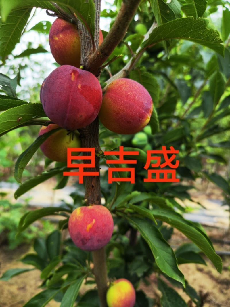 李子苗，早吉盛李子苗，李子苗，富农一号李子苗