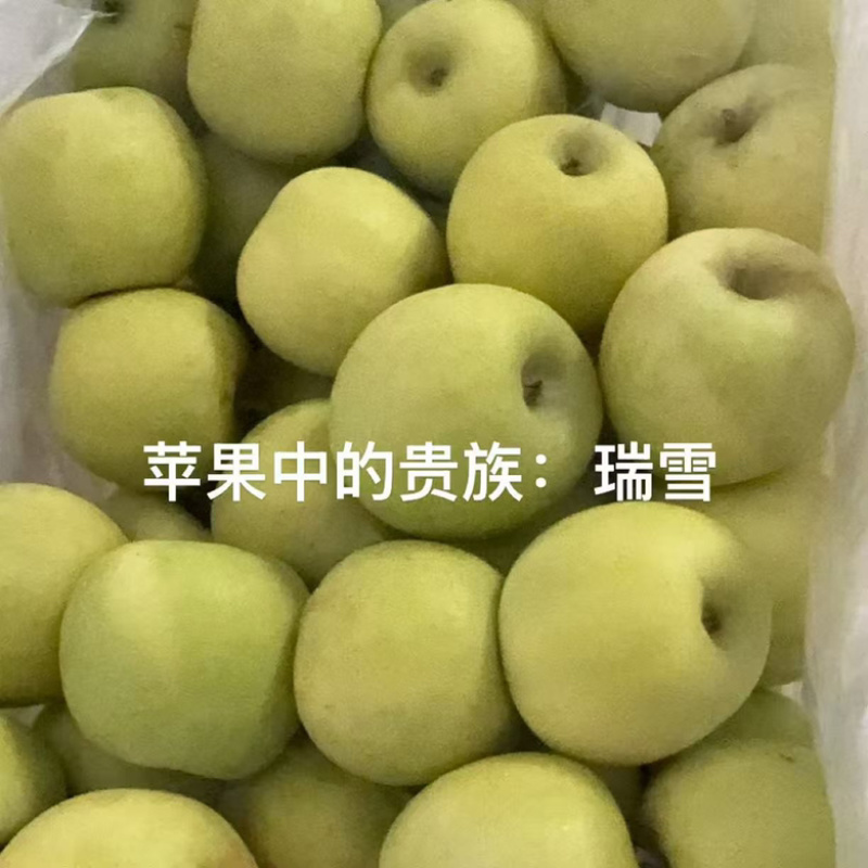 山东早熟苹果华硕，鲁丽，晨阳，哈旮旯大量上市