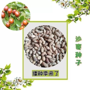 沙枣种子林木种子四季枣树沙地防风固沙种子枣树园林绿