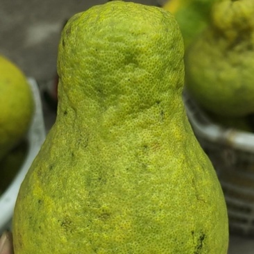 老树沙田柚高次果