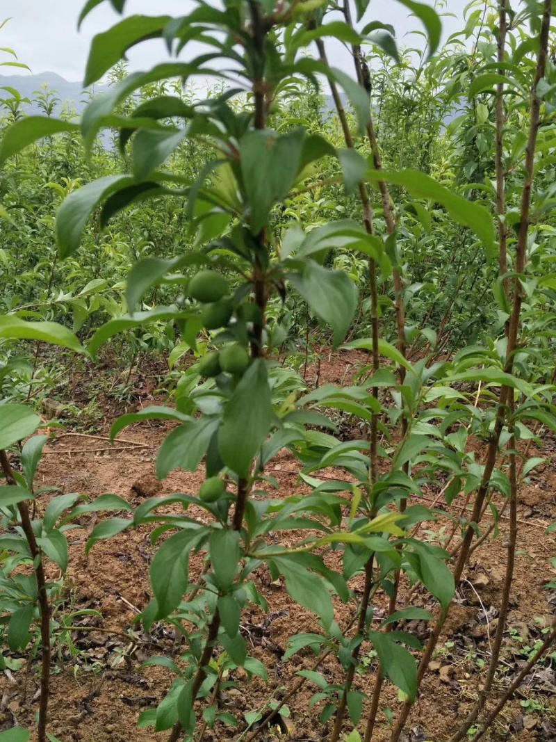六马蜂糖李子苗大量出售