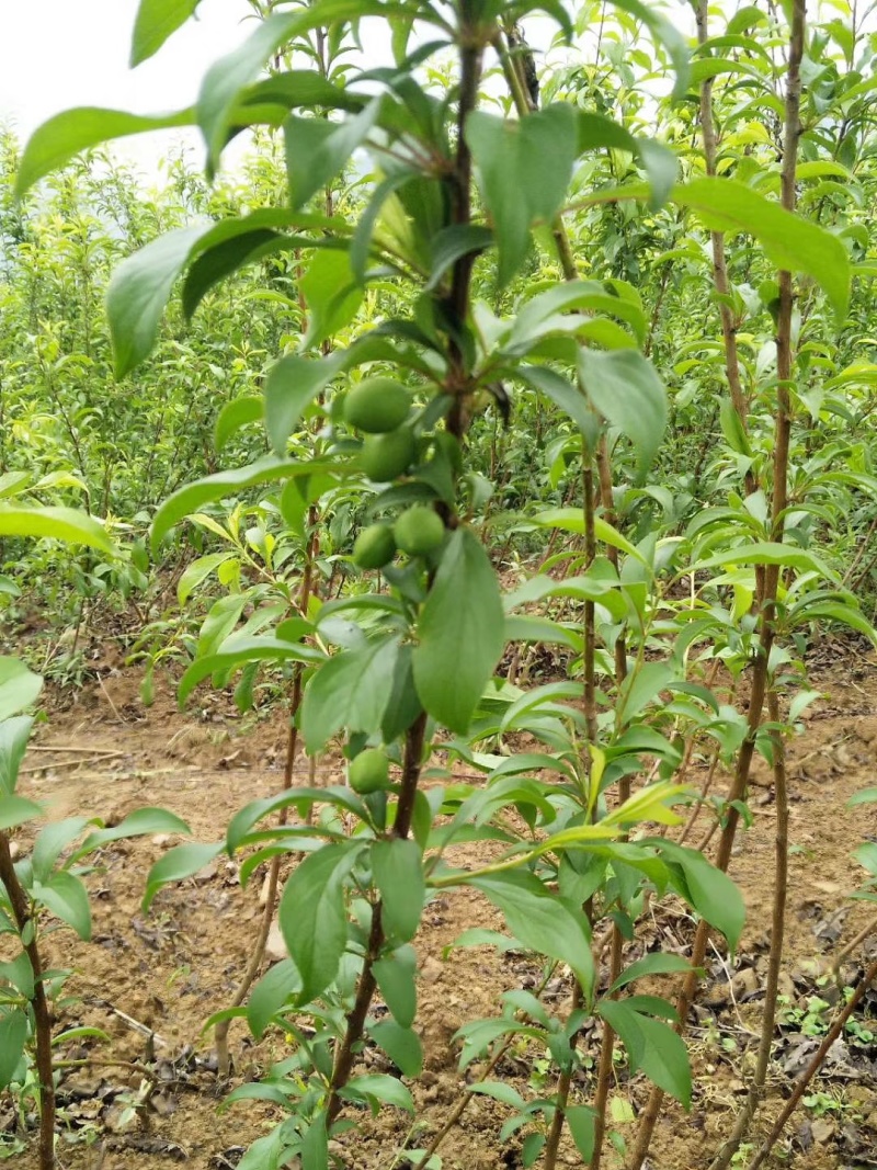 六马蜂糖李子苗大量出售