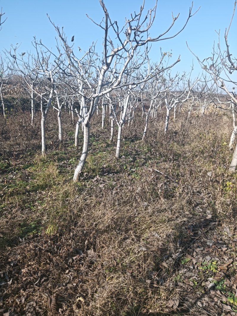 核桃树苗5公分核桃树10公分核桃树