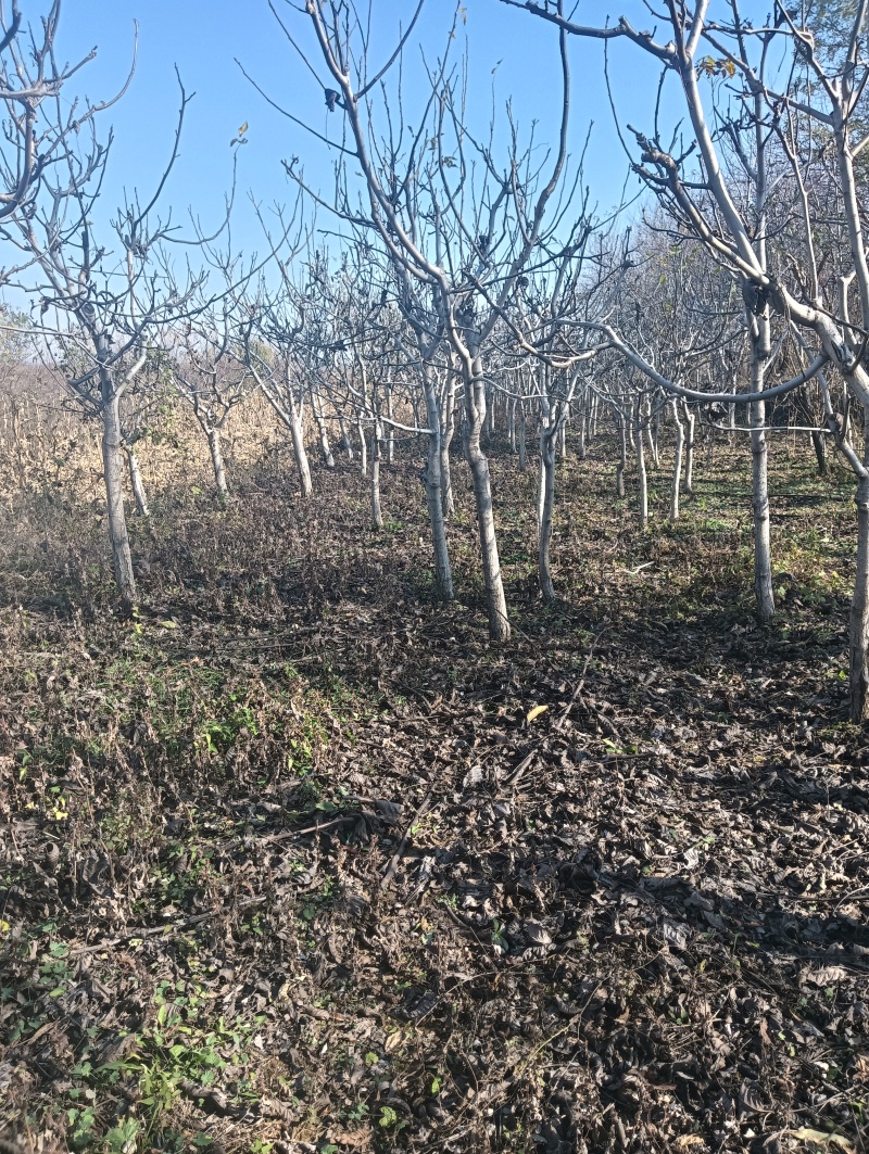 核桃树苗5公分核桃树10公分核桃树