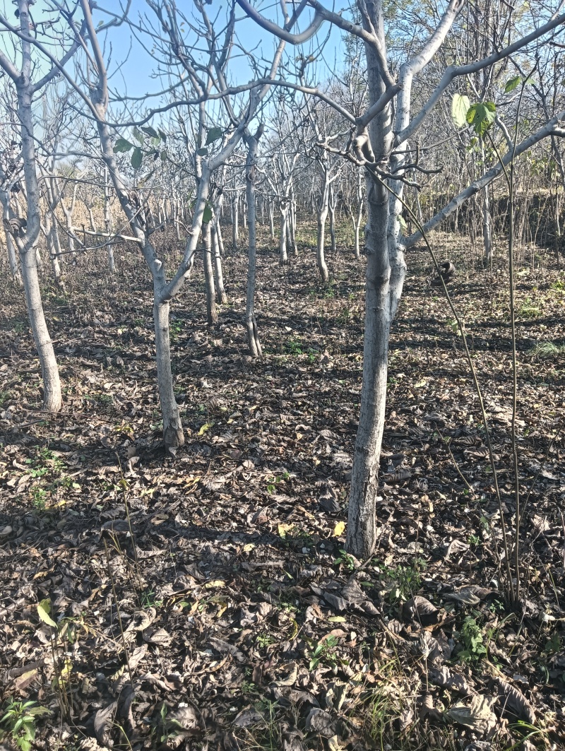 核桃树苗5公分核桃树10公分核桃树