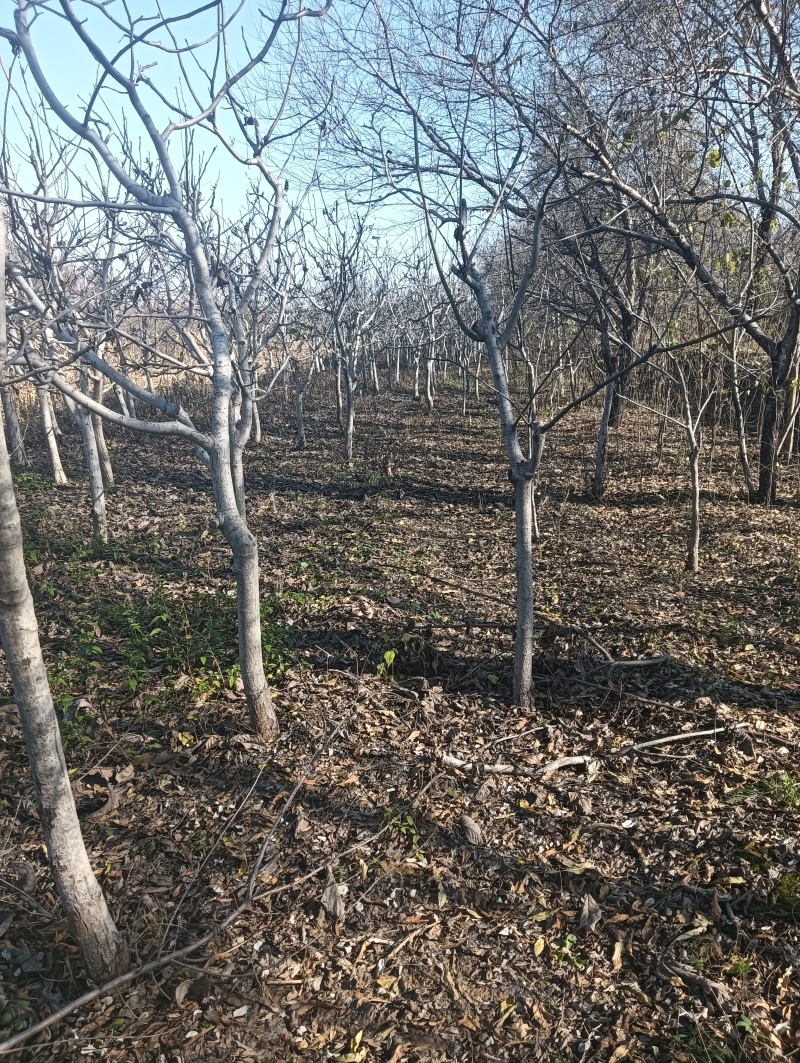 核桃树苗5公分核桃树10公分核桃树