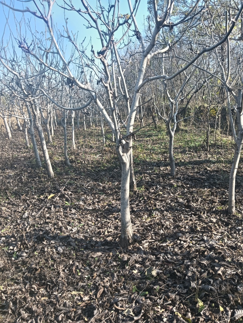 核桃树苗5公分核桃树10公分核桃树