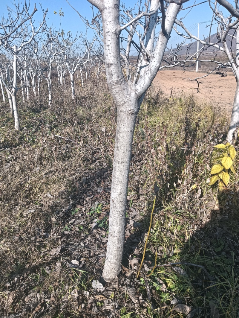 核桃树苗5公分核桃树10公分核桃树
