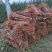 六马蜂糖李子苗大量出售