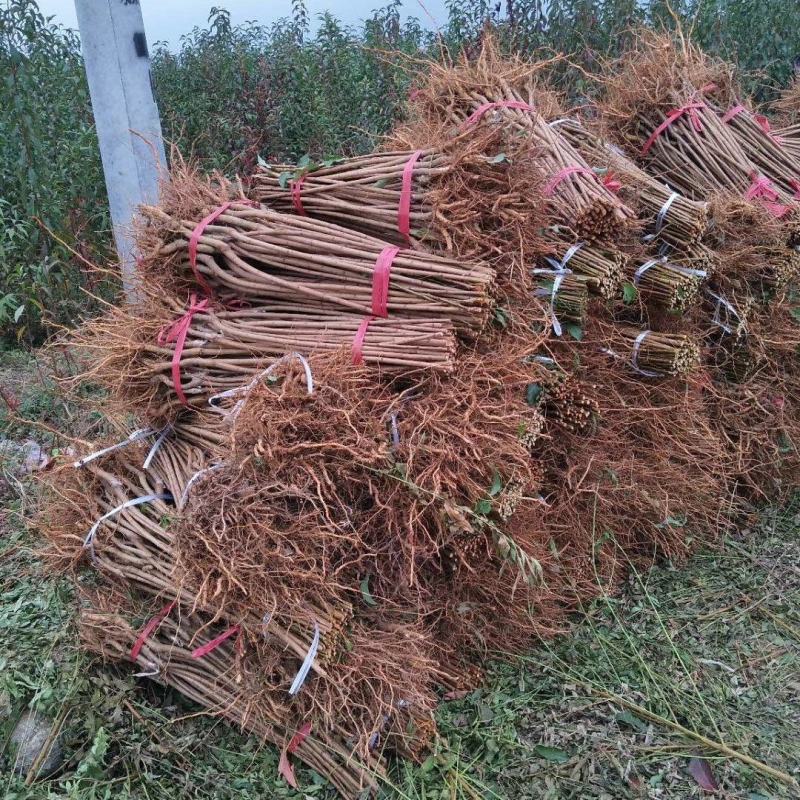 六马蜂糖李子苗大量出售