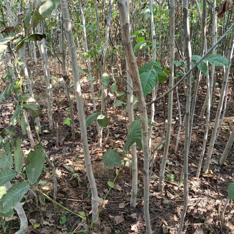 核桃苗繁育基地核桃苗
