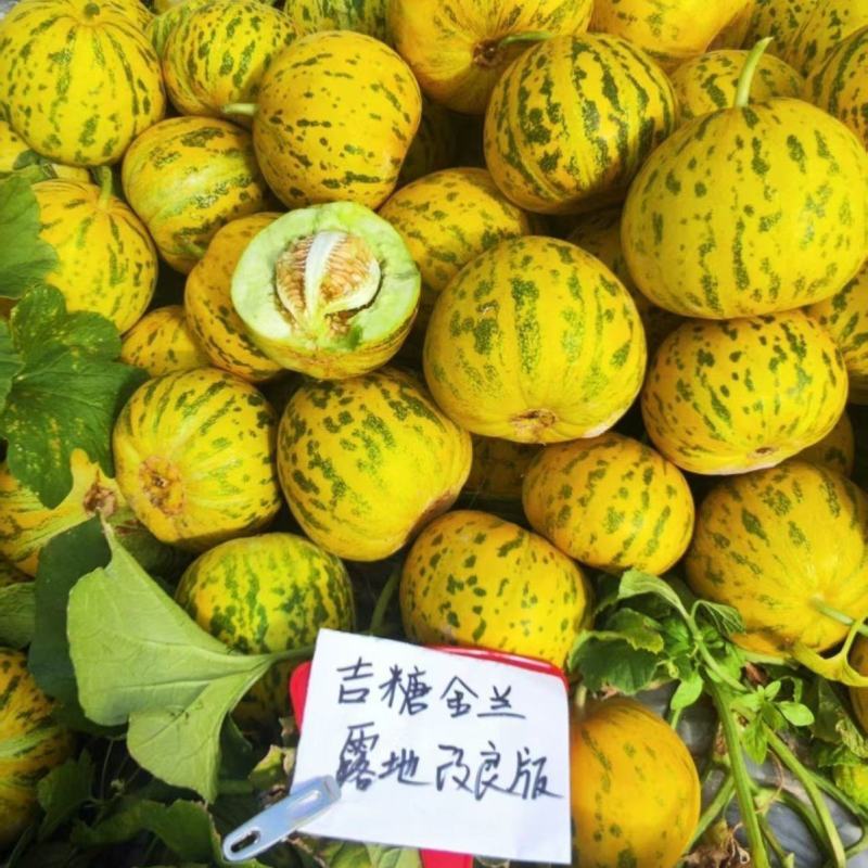 吉糖金兰甜瓜种子高糖花皮绿肉绿瓤糖蕾甜瓜香瓜种籽干瓤耐裂