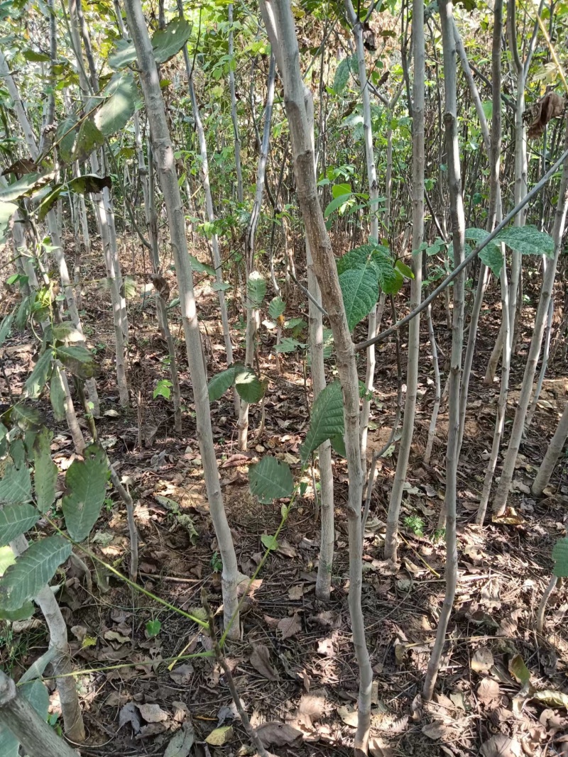 核桃苗繁育基地核桃苗