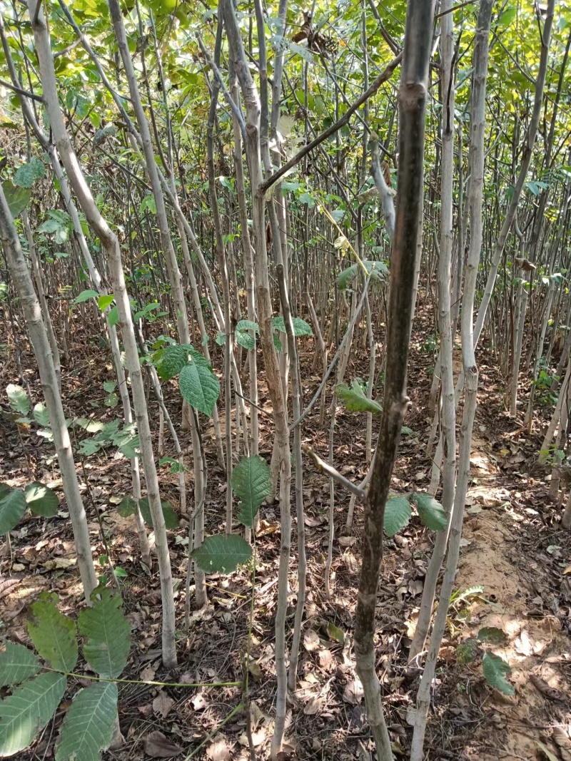 核桃苗繁育基地核桃苗