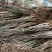 核桃苗繁育基地核桃苗