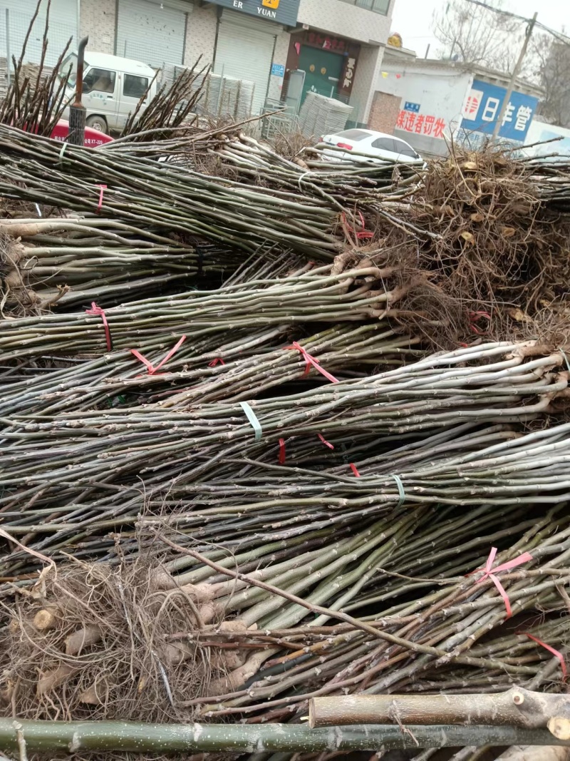 核桃苗繁育基地核桃苗