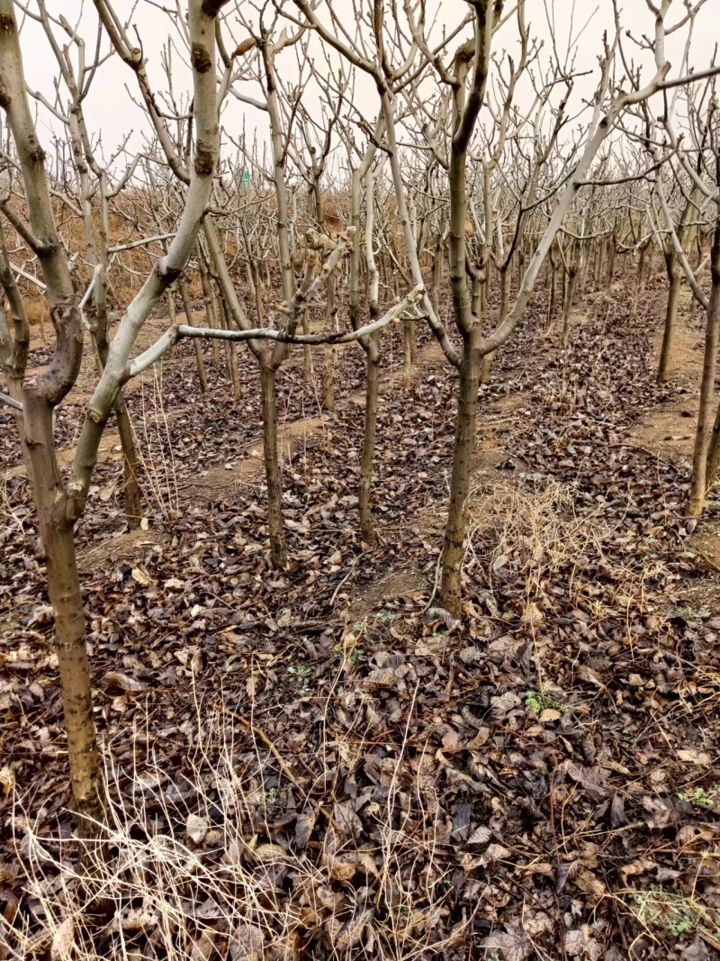 核桃苗繁育基地核桃苗