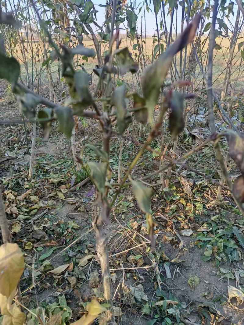 金丝吊蝴蝶金线吊蝴蝶嫁接三年苗陕西卫矛地径0.9至1.5