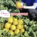 吉糖金兰甜瓜种子高糖绿肉新品种特甜大果耐裂耐涝花皮甜瓜种
