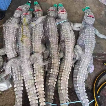 每天新鲜现杀鳄鱼肉，有需要的可以私信了解