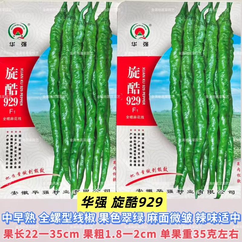 华强旋酷909螺丝椒种子中早熟皮薄辣椒种子全螺型线椒种子