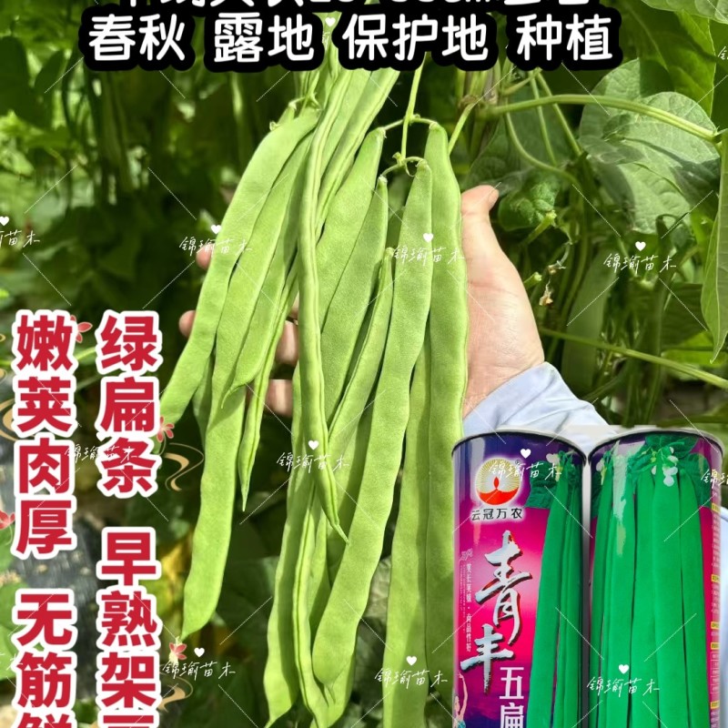 青丰五扁架豆种子早熟绿扁架豆种子嫩荚肉厚鲜嫩无筋高产春秋