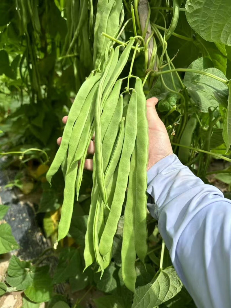 青丰五扁架豆种子早熟绿扁架豆种子嫩荚肉厚鲜嫩无筋高产春秋