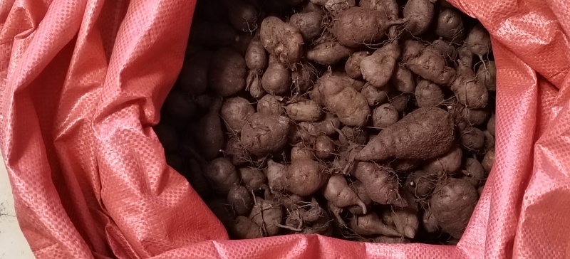 产地直发三叶青新鲜货
