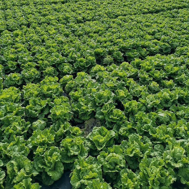 玻璃生菜基地直销